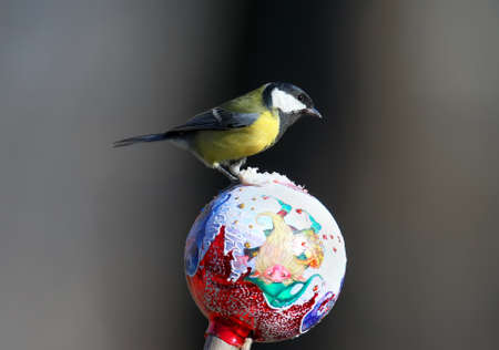 Great tit sits on a Christmas toy and looks at a cameraの写真素材
