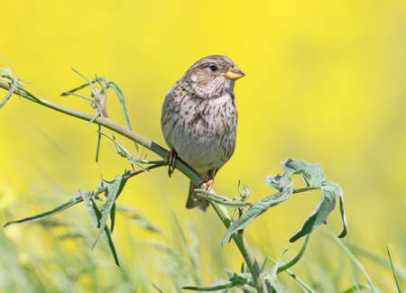 Adult corn bunting (Emberiza calandra) sits on a thin branch of grass on a blurred background of yellow flowering rapeの写真素材