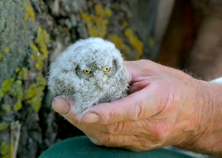 A chick of Eurasian scops owl  in the ornithologist's handの写真素材