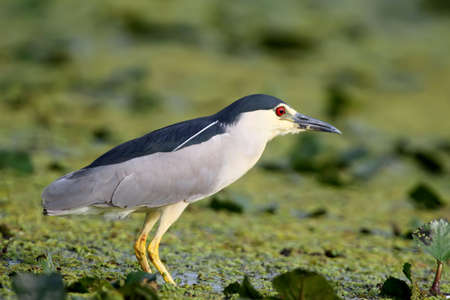 Close up photo of an adult night heron stand on the water plants. Unusual red eye looks at the cameraの写真素材
