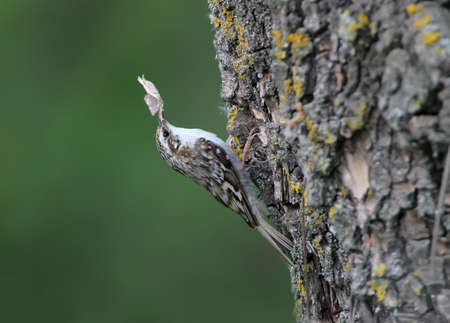 Unusual photo  common treecreeper (Certhia familiaris) collects material for building a nest. Close up viewの写真素材