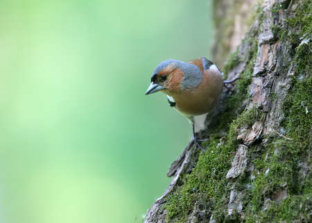 Male chaffinch close-up. Photographed on a tree on a blurry light green background. Identification signs of the bird are clearly visible.の写真素材