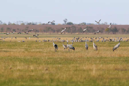A large flock of gray cranes in the place of spending the night in the reserve Askania Novaの写真素材