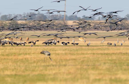 A large flock of grey crane landing in Askania Nova, Ukraineの写真素材