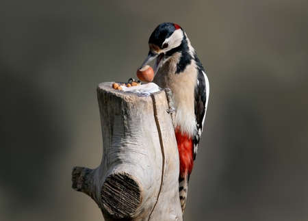 Great spotted woodpecker with a hazelnut in beak sits on the log on blurred background.の写真素材