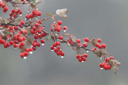 A Hawthorn branch with red berries and rain drops on them isolated on a gray backgroundの写真素材