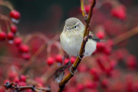 A chiffchaff with red berries arroundの写真素材