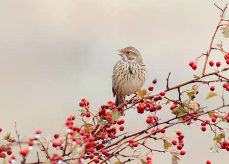 A corn bunting (Emberiza calandra) sits on a hawthorn bush wit a red berries and rain drops on them. A bird isolsted on blurred beige backgroundの写真素材
