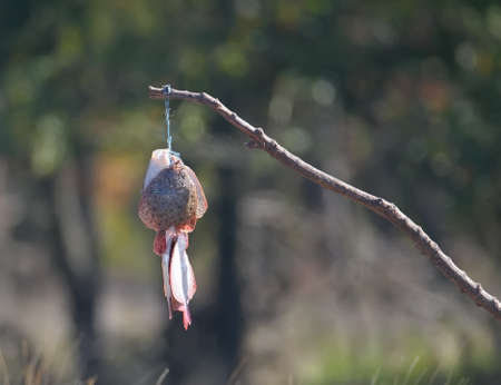 Several Black Sea flounder sold on a branch near the highwayの写真素材