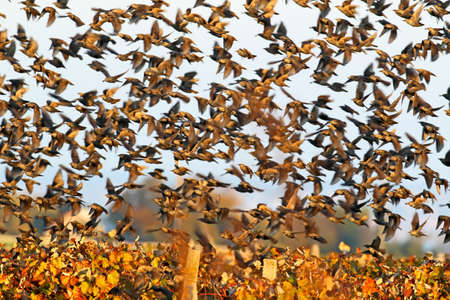A large flock of common starlings takes off from the vineyard. Soft morning lightの写真素材