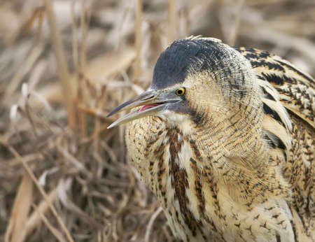 Close up portrait of great bittern in winter day light. The bird opened its beak and stuck out its tongue.の写真素材