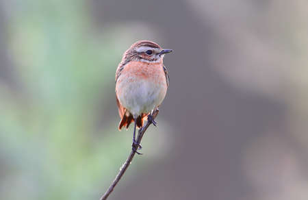 The whinchat (Saxicola rubetra) female  is a small migratory passerine bird breeding in Europe and western Asia and wintering in central Africa.The identifications signs of the bird and the structure of the feathers are clearly visible.Close up shots.の写真素材