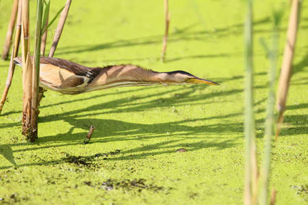 Female littlr bittern ready to catch a preyの写真素材