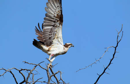 The wounded osprey takes off from the treeThe identifications signs of the bird and the structure...