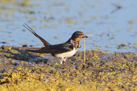 The barn swallow (Hirundo rustica) close up in soft morning light. Collects building material for the nest.の写真素材