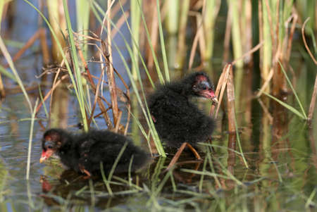 Chiks of moorhen. Photo was taken on local lake near Odessa, Ukraine. Early morning lightの写真素材