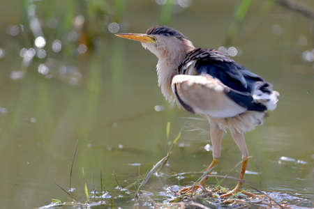 The identifications signs of the bird and the structure of the feathers are clearly visible.Unusual...