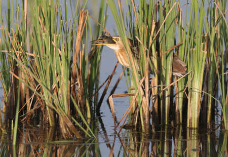 Lucky little bittern.
