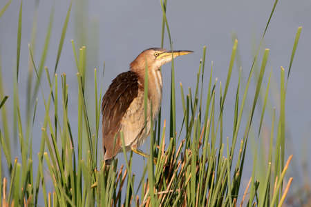 Unusual portrait female little bittern. Very close up view.の写真素材
