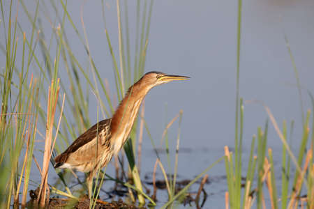 Unusual portrait female little bittern. Very close up view.