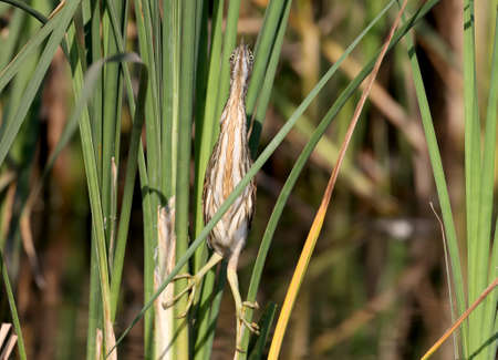 Curiose little bittern chick sits on reedの写真素材