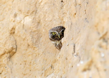 a little owl are photographed near their nest. Learn the world that is not known to them. They look attentively at the camera. Close-up shot. Very expressive big yellow eyes closeup.の写真素材