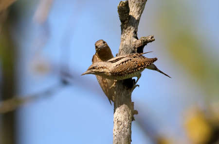 Eurasian wryneck in breeding behaviorの写真素材
