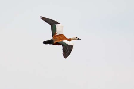 The ruddy shelduck (Tadorna ferruginea) in flight against gray skyの写真素材