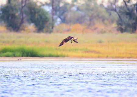 Osprey caught a large mullet and flew out of the water with a sprayの写真素材