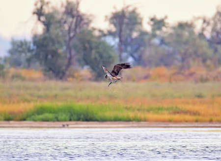 Osprey caught a large mullet and flew out of the water with a sprayの写真素材