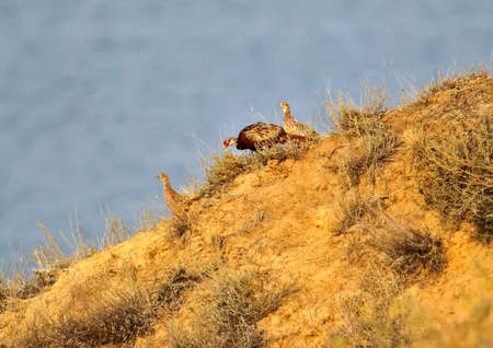 An unusual morning photo of a male and two female pheasants descend along a steep slope against a background of blue waterの写真素材