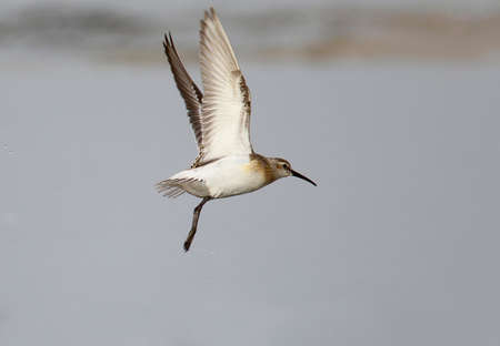 A dunlin in winter plumage in flight on grey blurred background