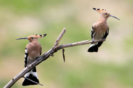 Two hoopoe sits on a branch together on blurred backgroundの写真素材