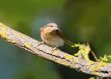 A curious eurasian wryneck  sits on a branch in the sun and listens to its song from the player