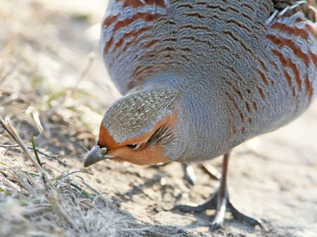 Very close up photo of a gray partridg stands on the ground in backlightの写真素材