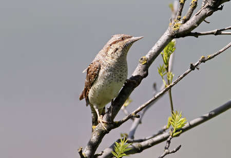 Close up portrait of an eurasian wryneck on bright blurry grey background