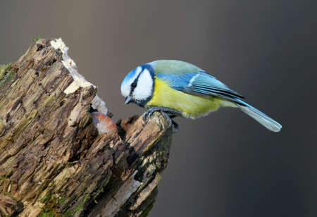 Very close up portrait of a blue tit on forest feeder against blurred gray backgroundの写真素材