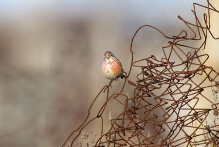 The common linnet (Linaria cannabina) sits on the metallic net on blurred gray backgroundの写真素材