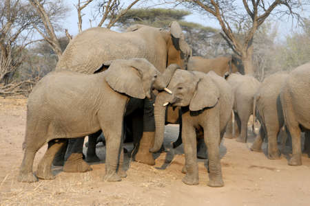 Family of African elephants on feeding. Adult elephant looks after youngerの写真素材