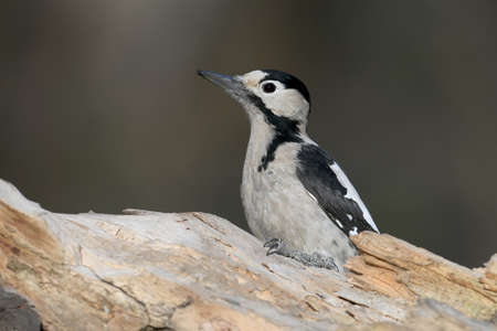 Female Syrian woodpecker shot on a blurry gray background. The photo can be used to identify the species and field specifier of birdsの写真素材