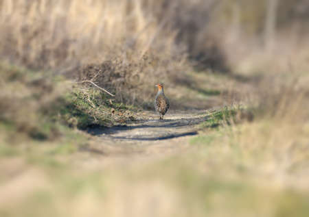 A single male of a grey partridge walks along a narrow path in dense grassの写真素材