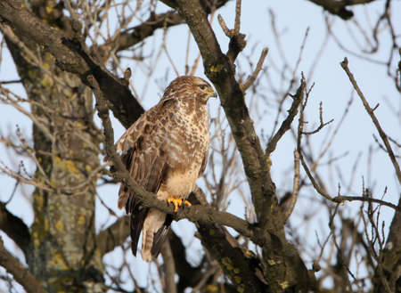 Common buzzard sits on the tree close up photo 