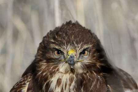 Full size very close up and detailed photo of head and eyes of common buzzard looks at the cameraの写真素材