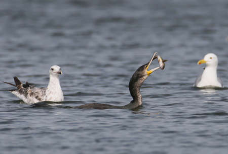 Cormorant caught a fish and threw it into the air to comfortably eat. Two seagulls are watching the processの写真素材