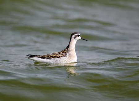 The red-necked phalarope (Phalaropus lobatus) floats in the green water close up photoの写真素材