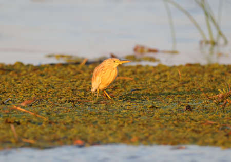 Squacco heron stands on the water plants in soft morning lightの写真素材