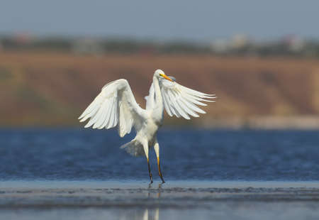 The Great Egret lands on the blue water next to other birds and close to themの写真素材