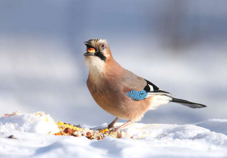The Eurasian jay sits on the snow and tries to swallow the hazelnuts. Close-up photo with details of plumage and irisの写真素材