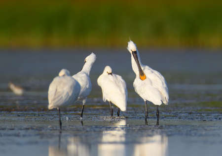 A small flock of European spoonbills stands in the water against a blurred green reedの写真素材