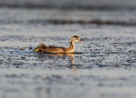 A young great grebe floats among the aquatic vegetation